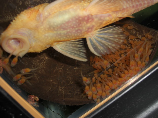 bristlenose dad with babies