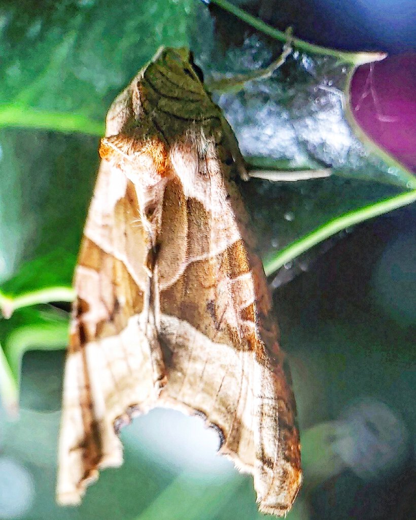 Brown Angle Shades Moth