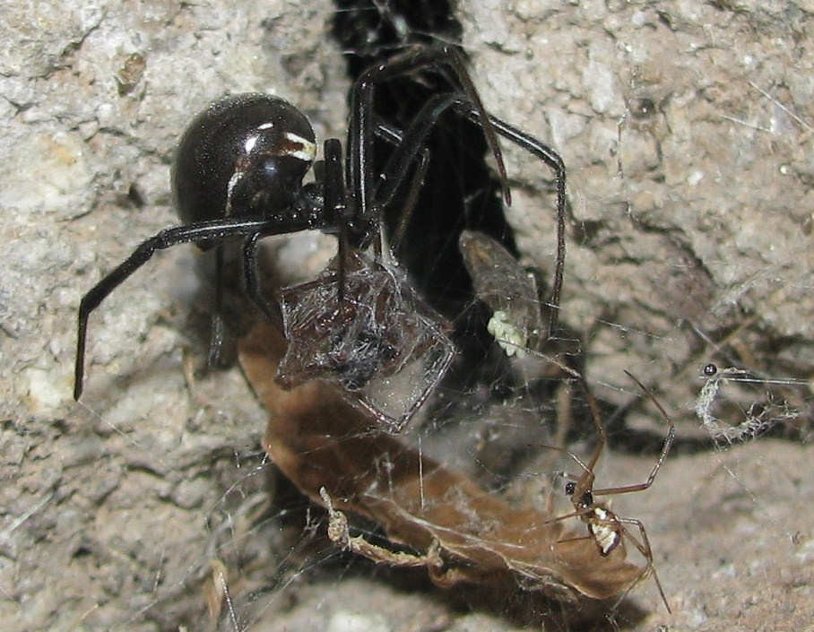 Brown or Black widow?