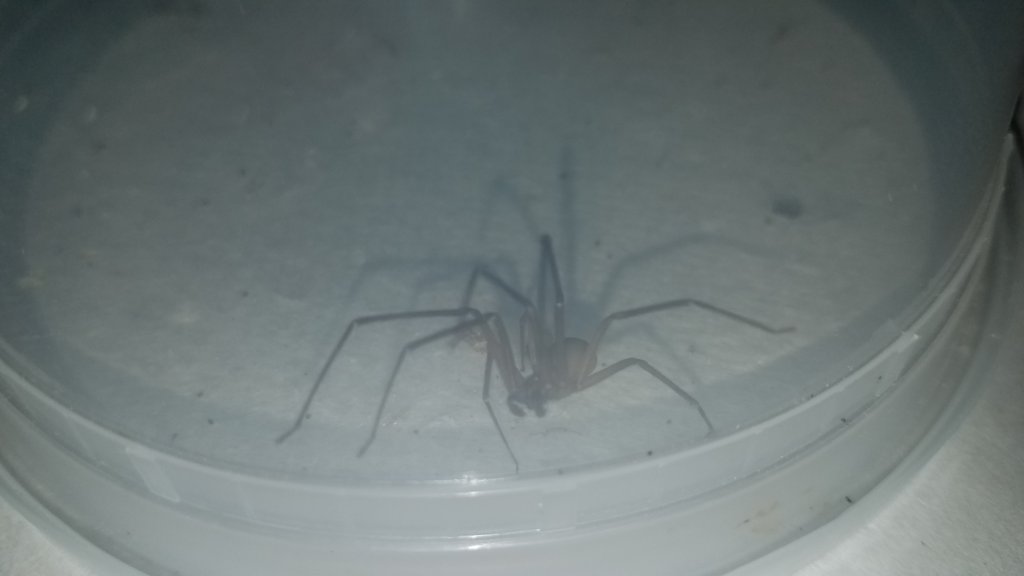 Brown recluse adult