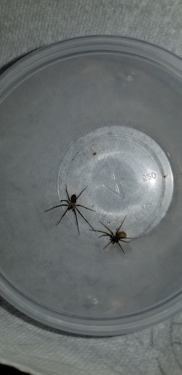 Brown Recluse pair