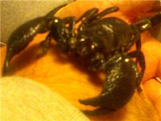 Bruschi, my Emperor Scorpion