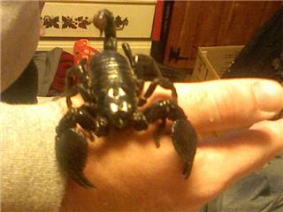 Bruschi, my Emperor Scorpion