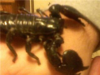 Bruschi, my Emperor Scorpion