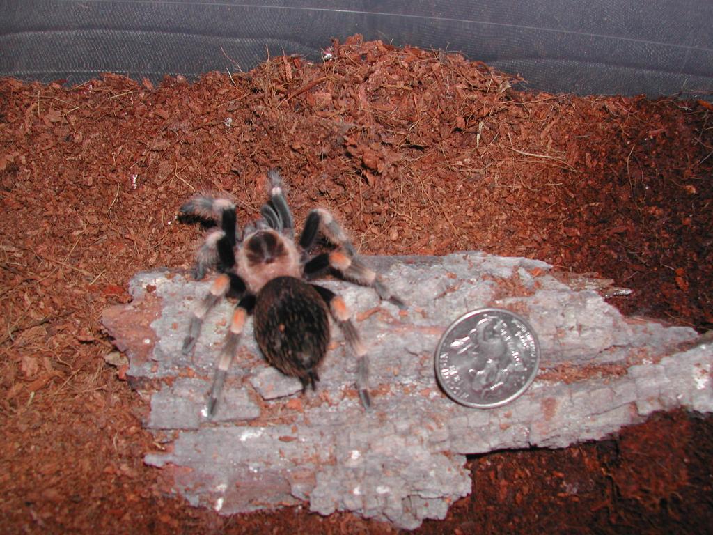 bsmithi