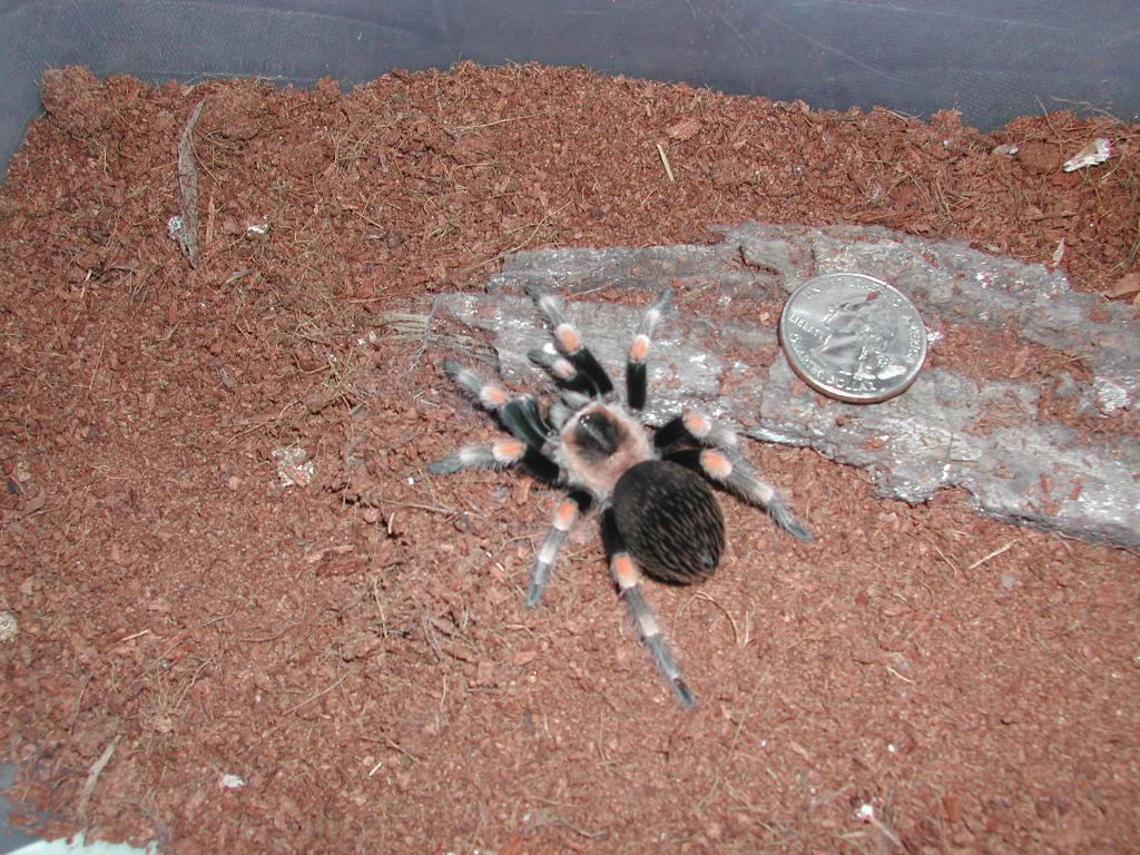 bsmithi3