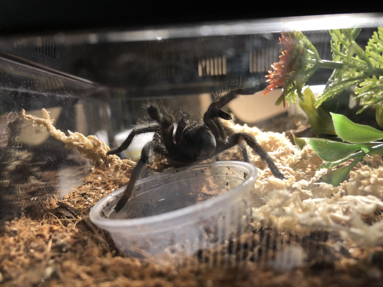 Buffy (G. pulchra) offering to hug my while I fill her water dish