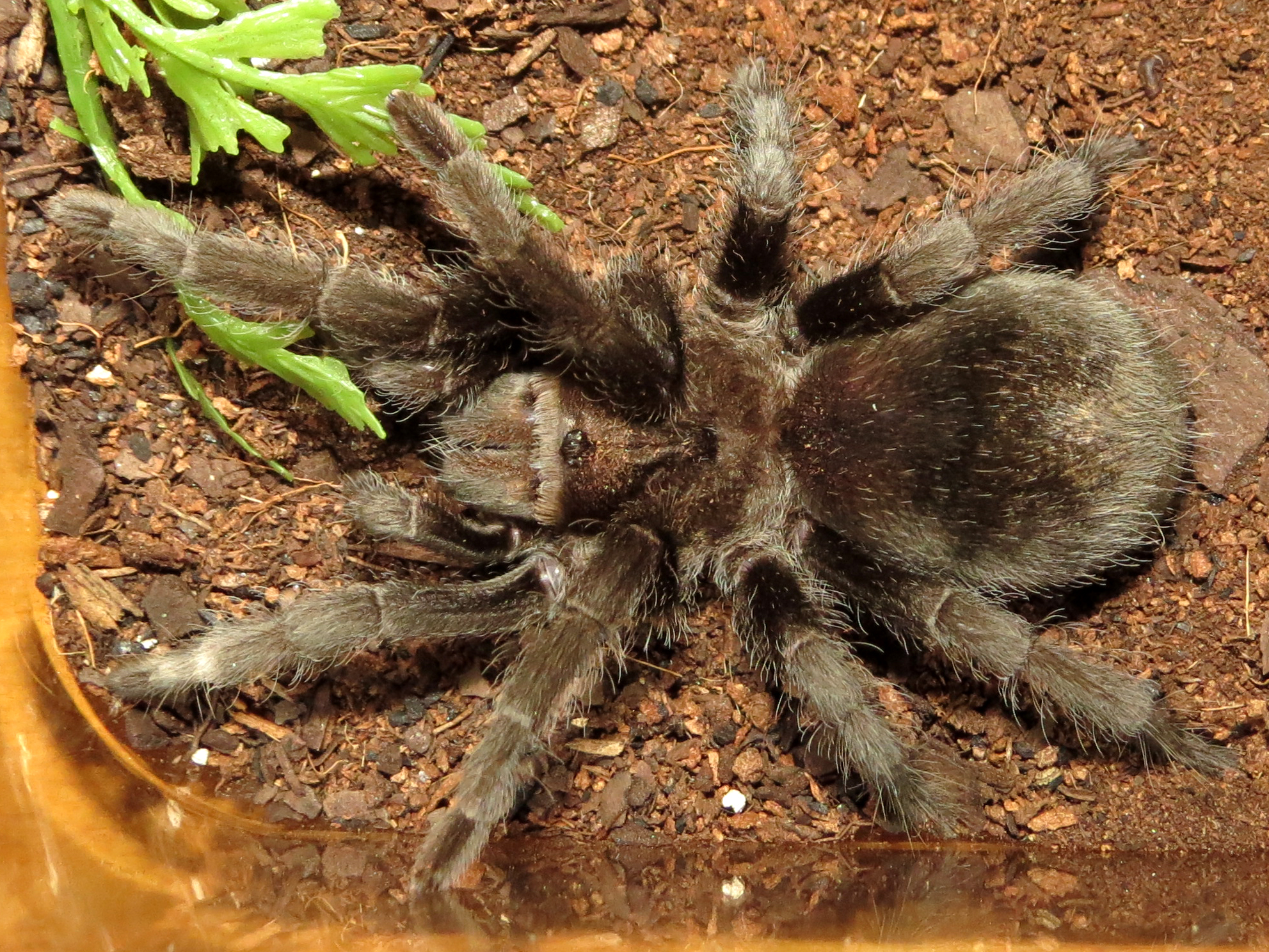 Bulldozer (♀ Grammostola pulchra 3.5")