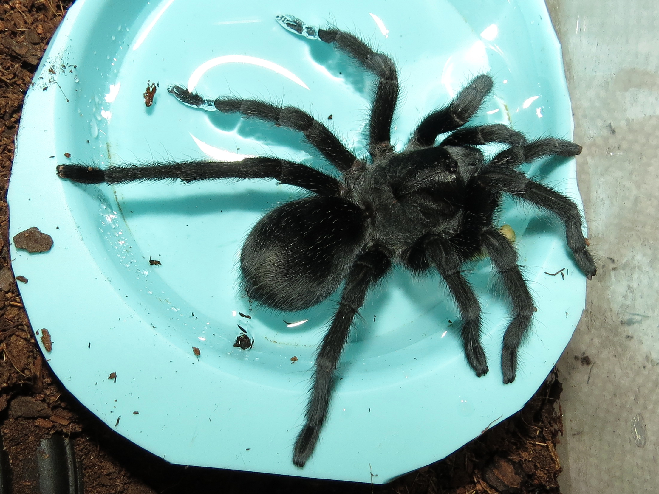 Bulldozer (♀ Grammostola pulchra 4")