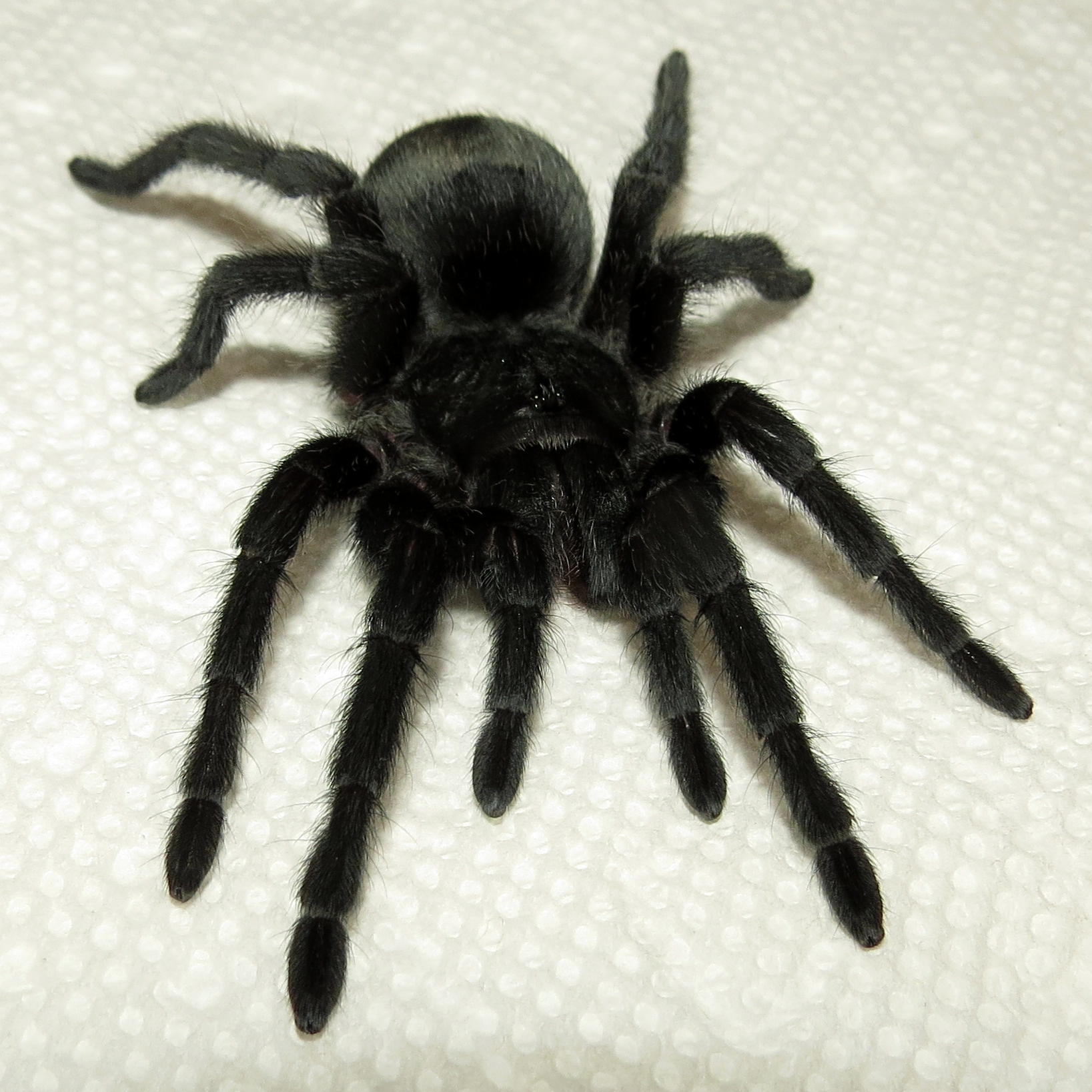 Bulldozer's Farewell (♀ Grammostola pulchra 4") [1/3]