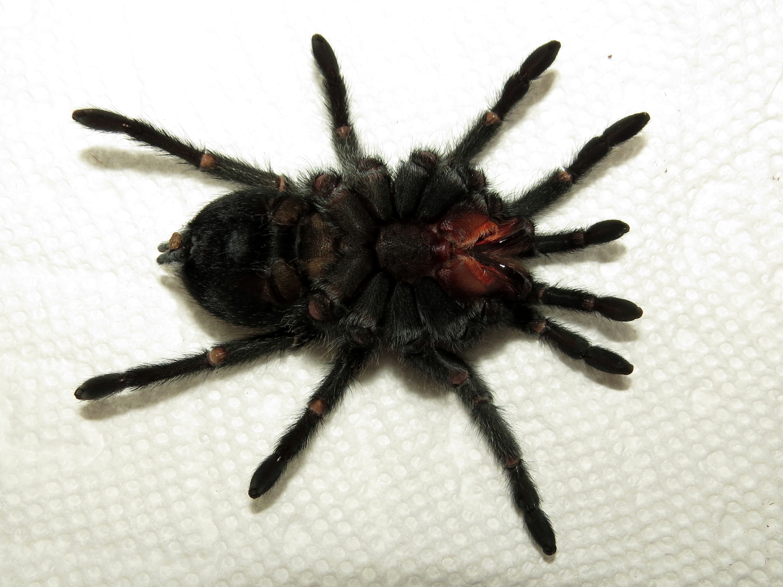 Bulldozer's Farewell (♀ Grammostola pulchra 4") [2/3]