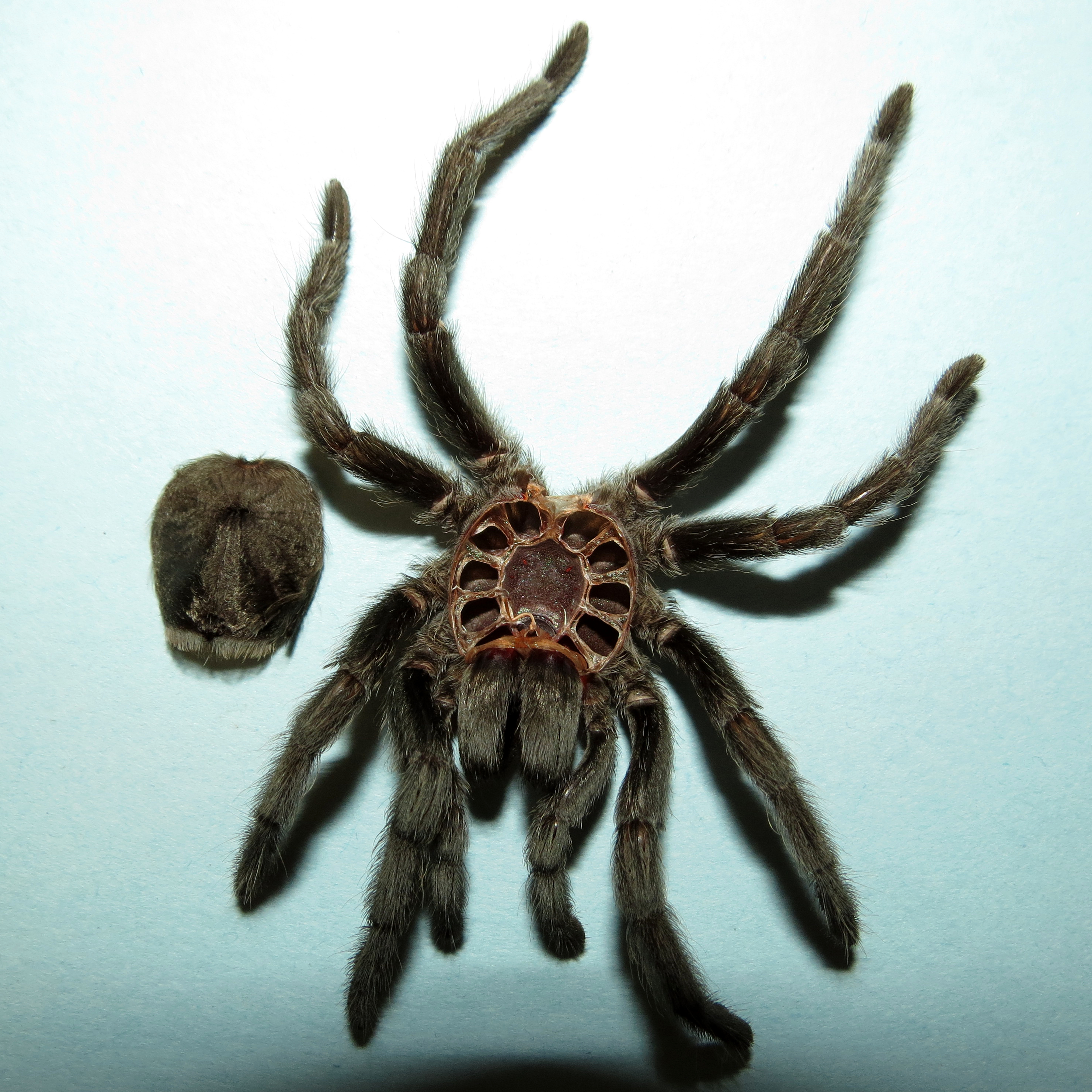 Bulldozer's Molt (♀ Grammostola pulchra 3.5")