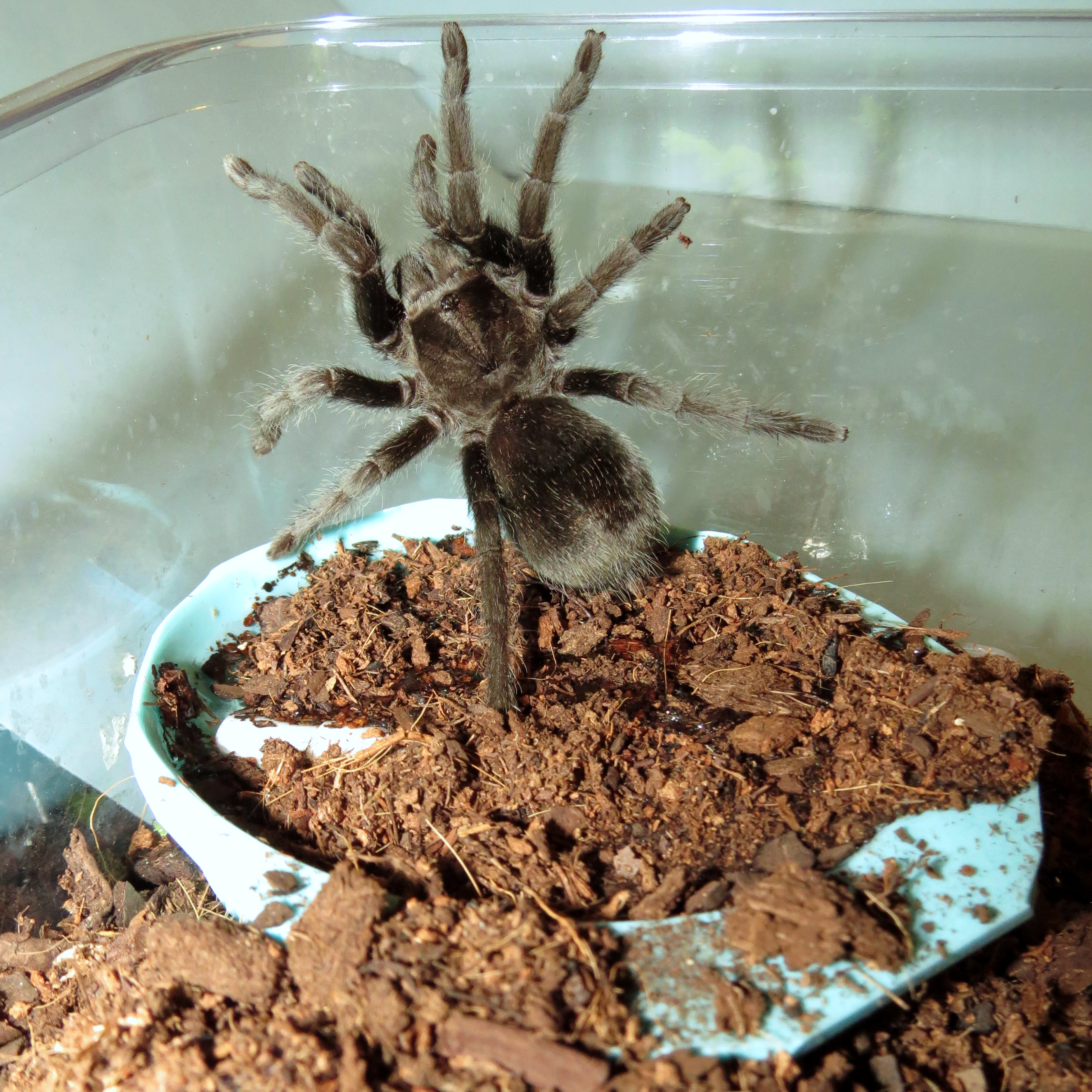 Bulldozer's Renovations (♀ Grammostola pulchra 3.5") [1/3]