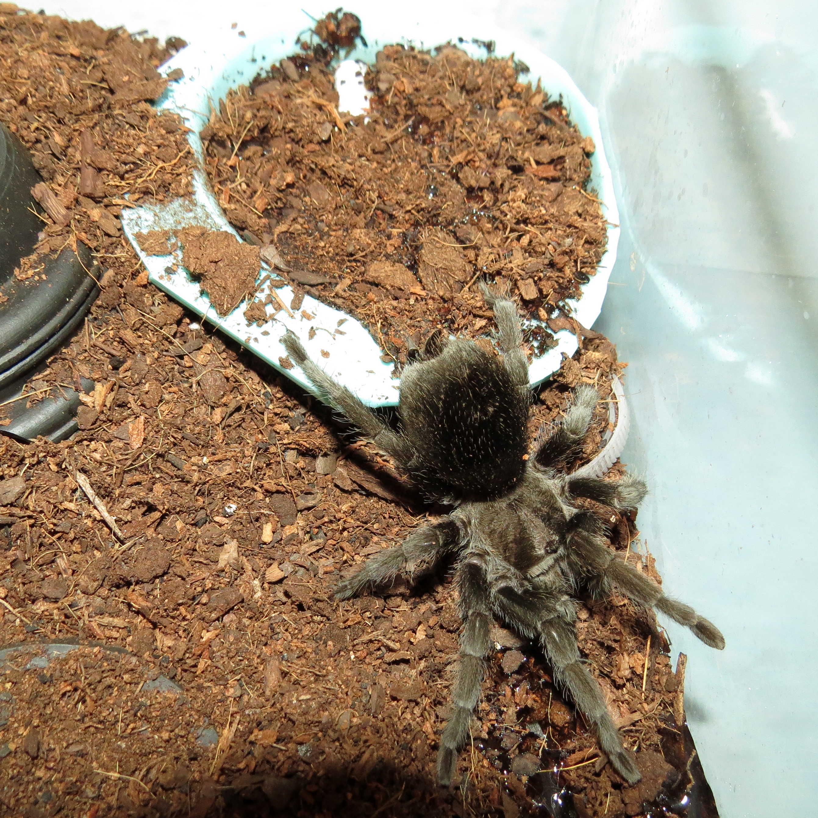 Bulldozer's Renovations (♀ Grammostola pulchra 3.5") [2/3]