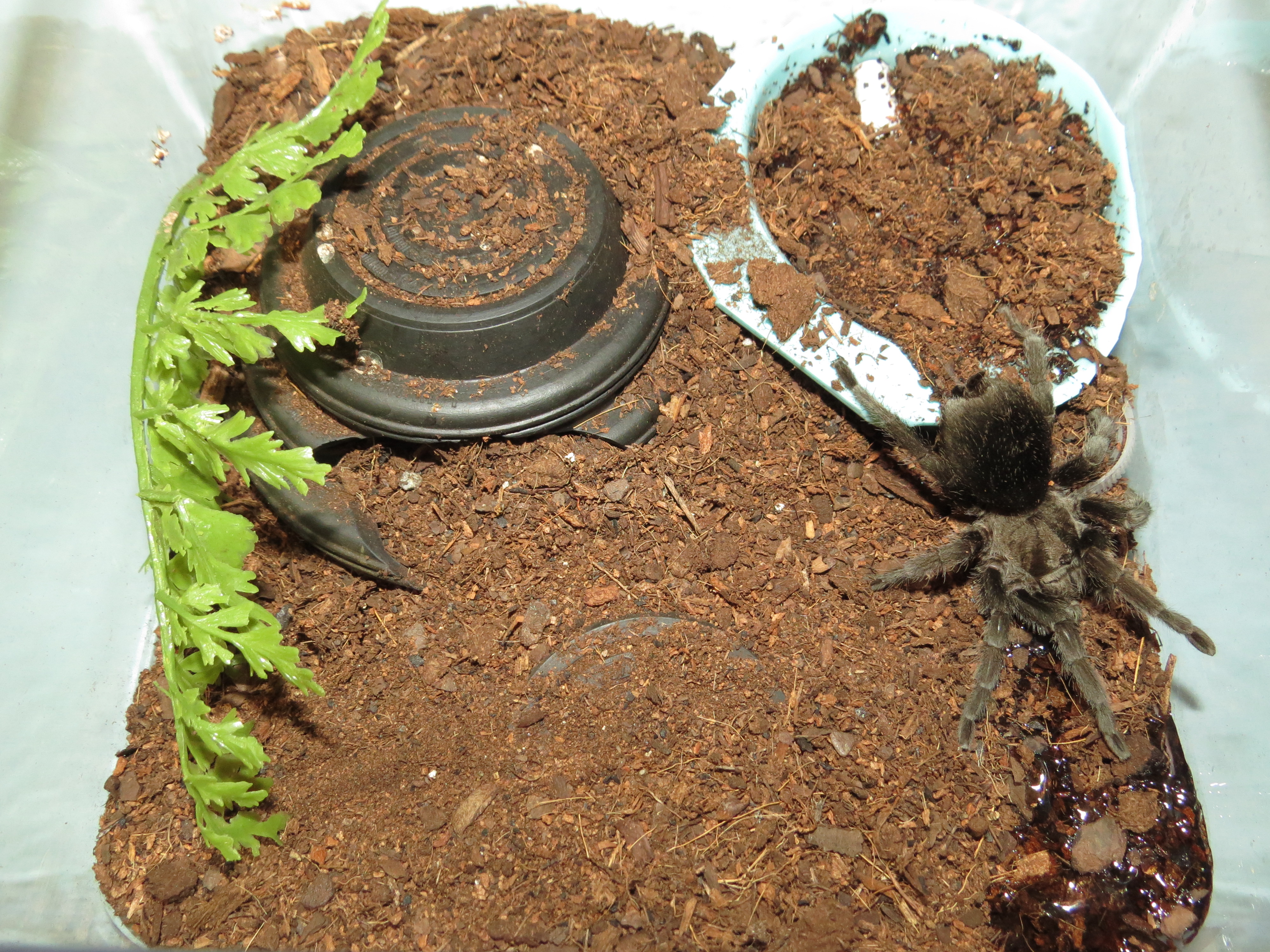 Bulldozer's Renovations (♀ Grammostola pulchra 3.5") [3/3]