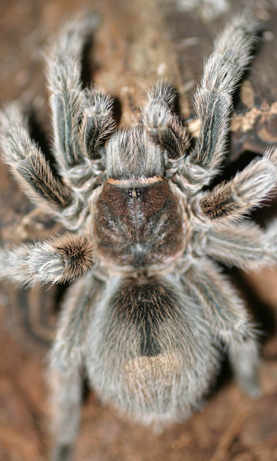 BullieRose (G. Rosea)