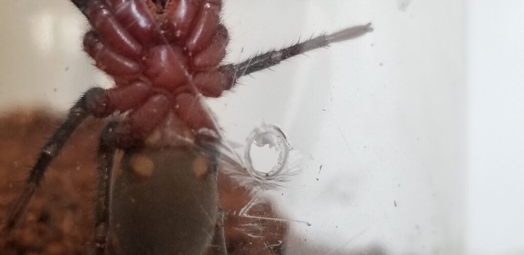 bumba cabocla female or male or bad pic?