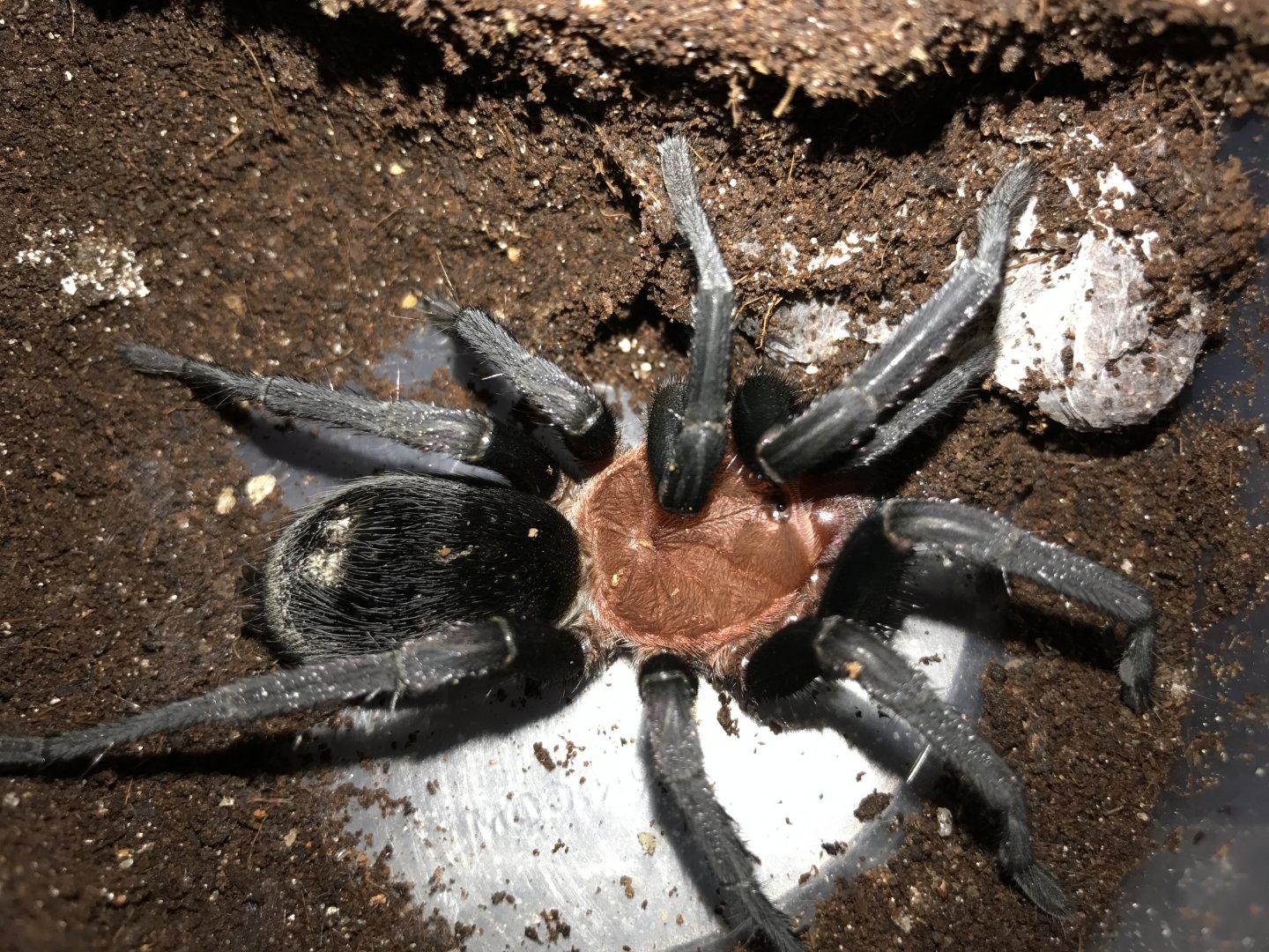 Bumba cabocla female