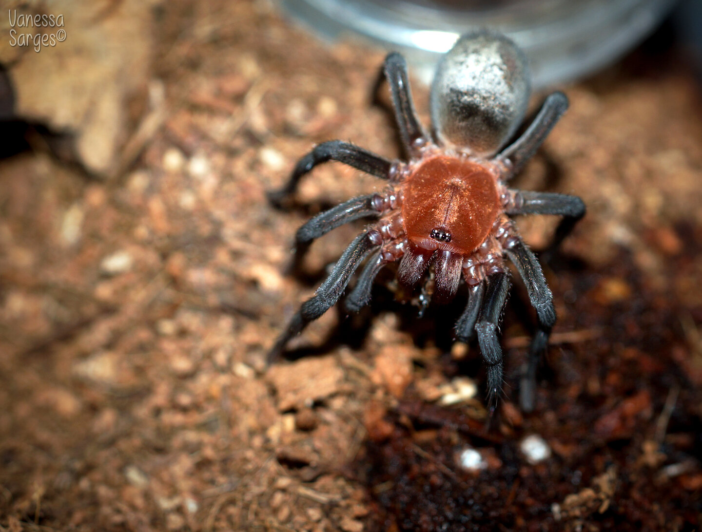 Bumba cabocla Juvenile Female