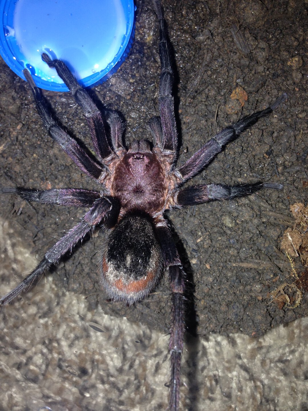 Bumba cabocla Mature Male (Synonymized as B. horrida now)