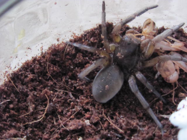 Burrowing Wolf Spider