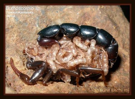 Buthoscorpio sp from India