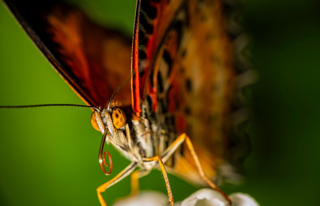 Butterfly macro