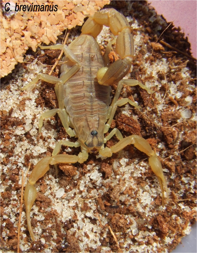 C. brevimanus