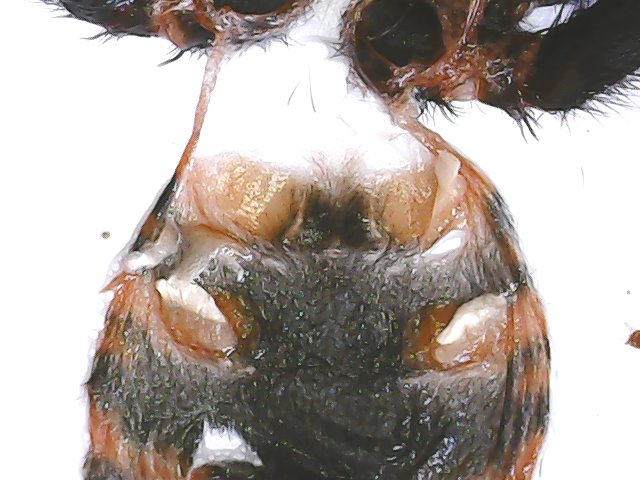 C.chromatpelma male or female?