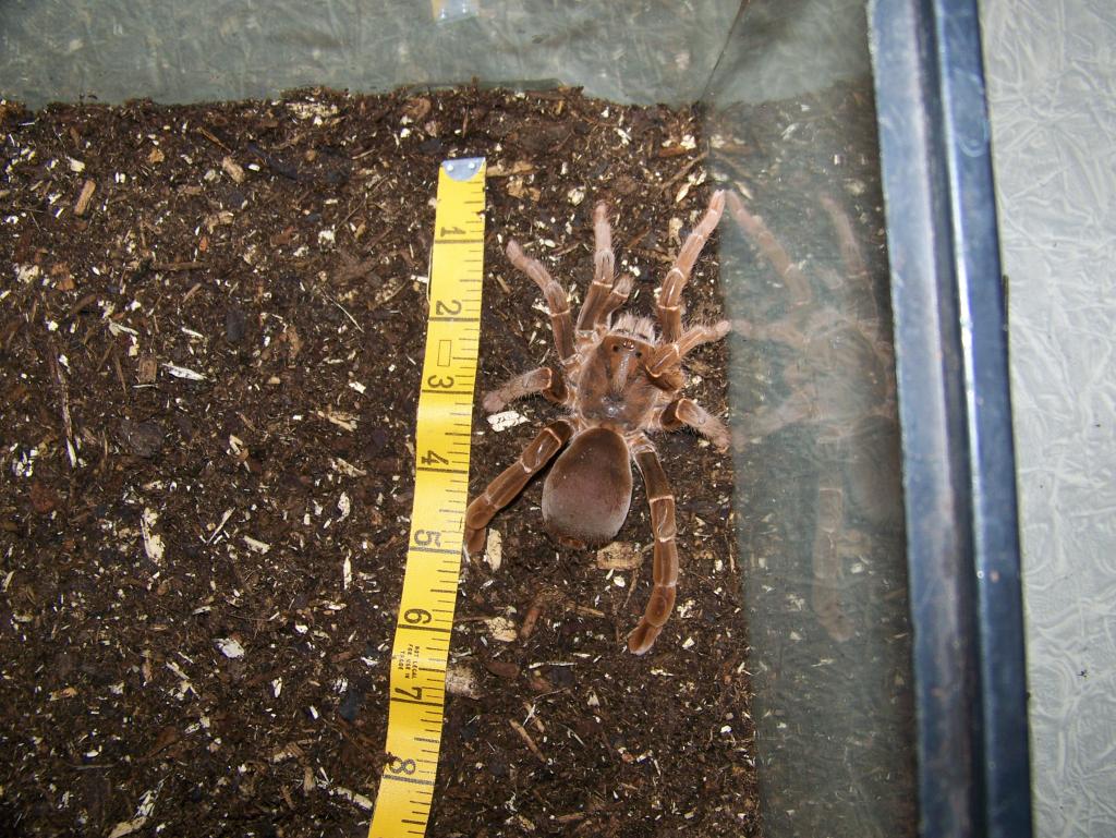 C. crawshayi Female