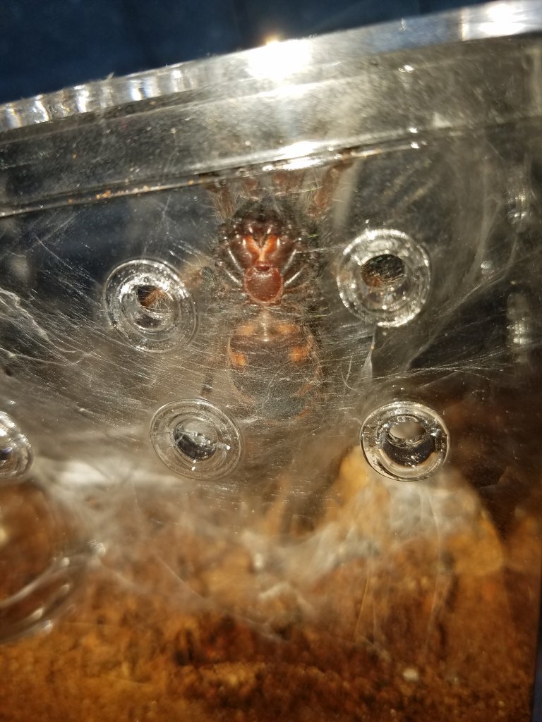 C. Cyaneopubecens GBB Male or Female?