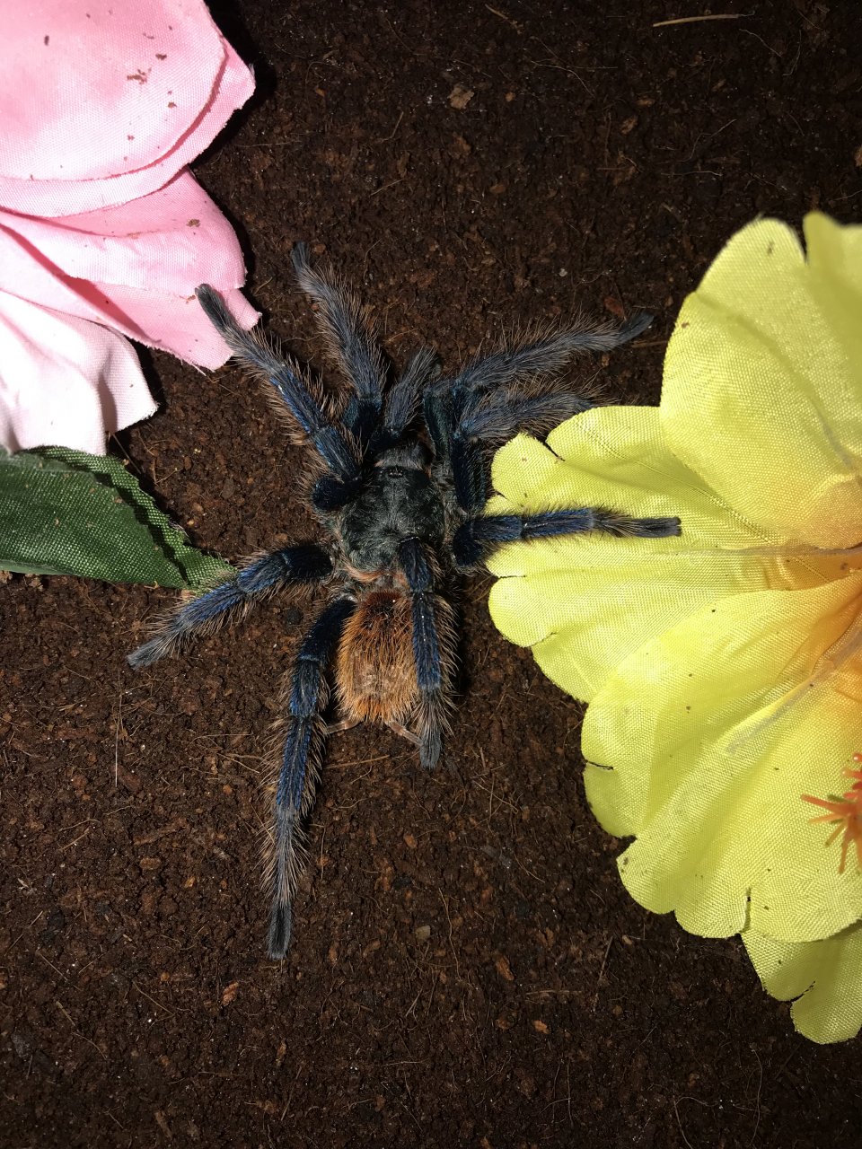 C. cyaneopubecens MM