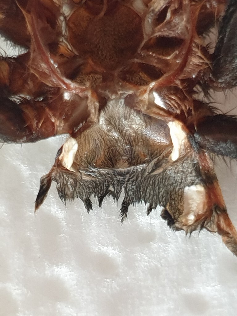 C. Cyaneopubescens. 3" dls