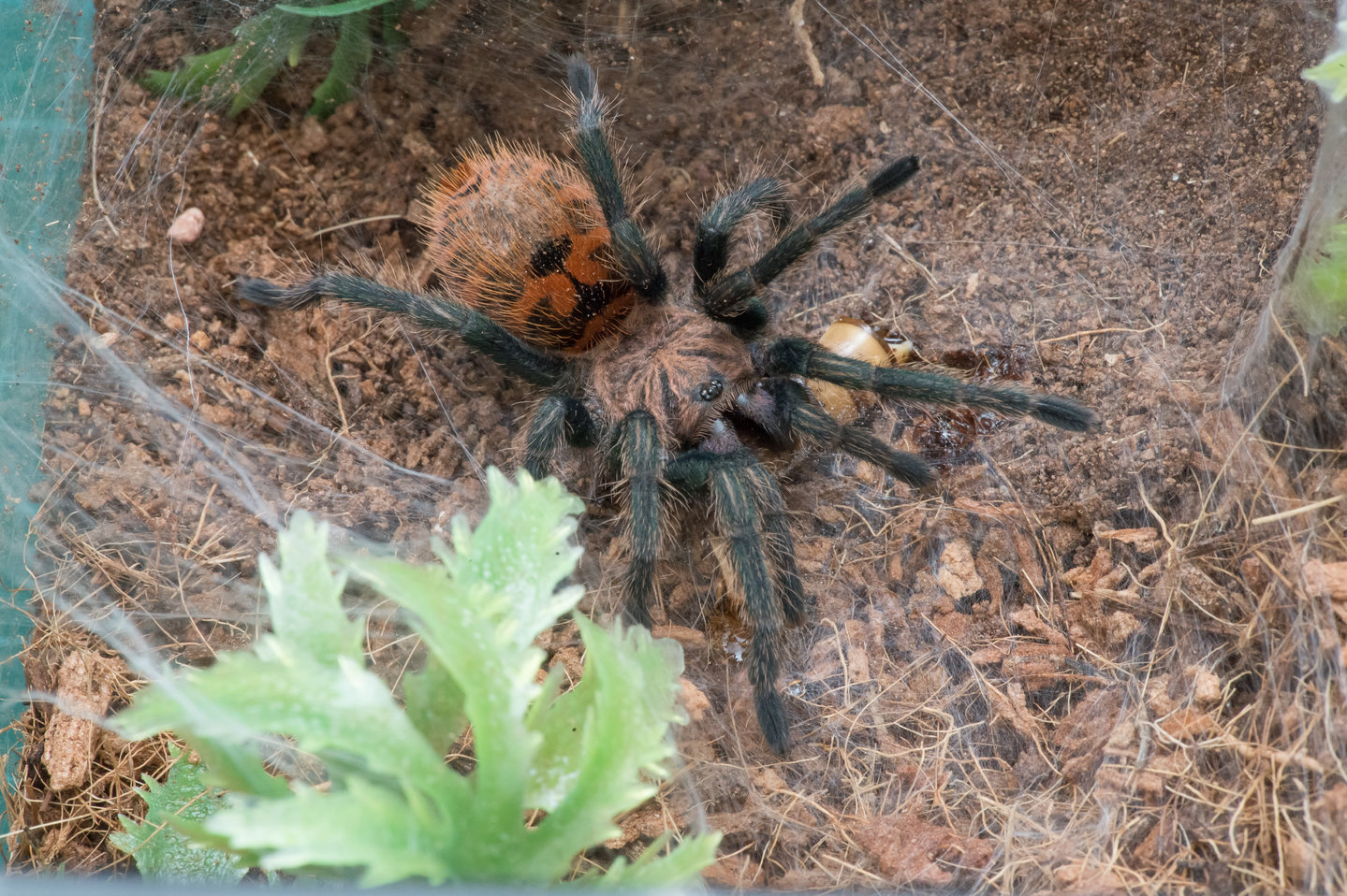 C. cyaneopubescens feeding