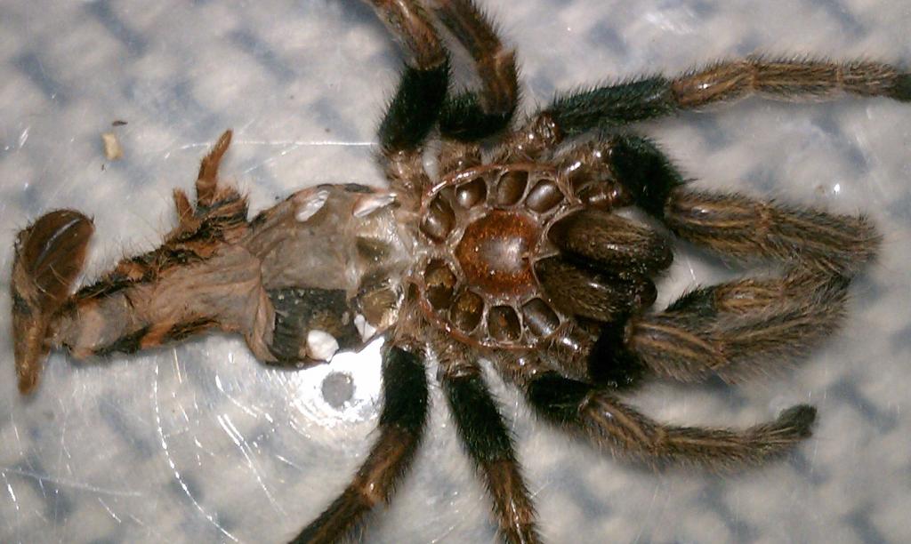 C. cyaneopubescens (GBB) 2&quot; to 2.5&quot; molt