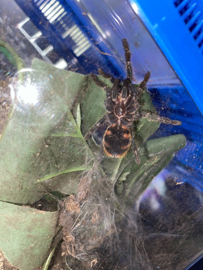 C. Cyaneopubescens (GBB)