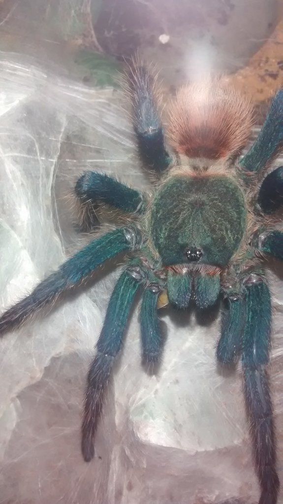 C. Cyaneopubescens male