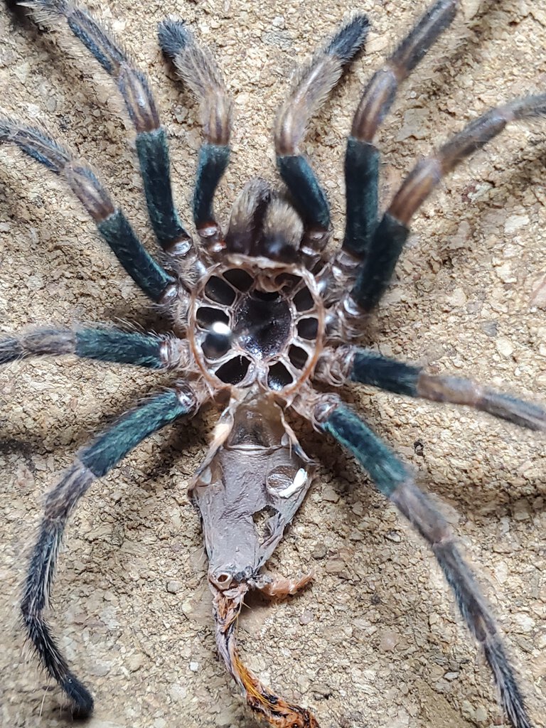 C. cyaneopubescens [molt sexing]