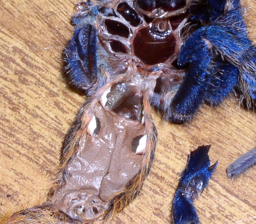 C.cyaneopubescens molt