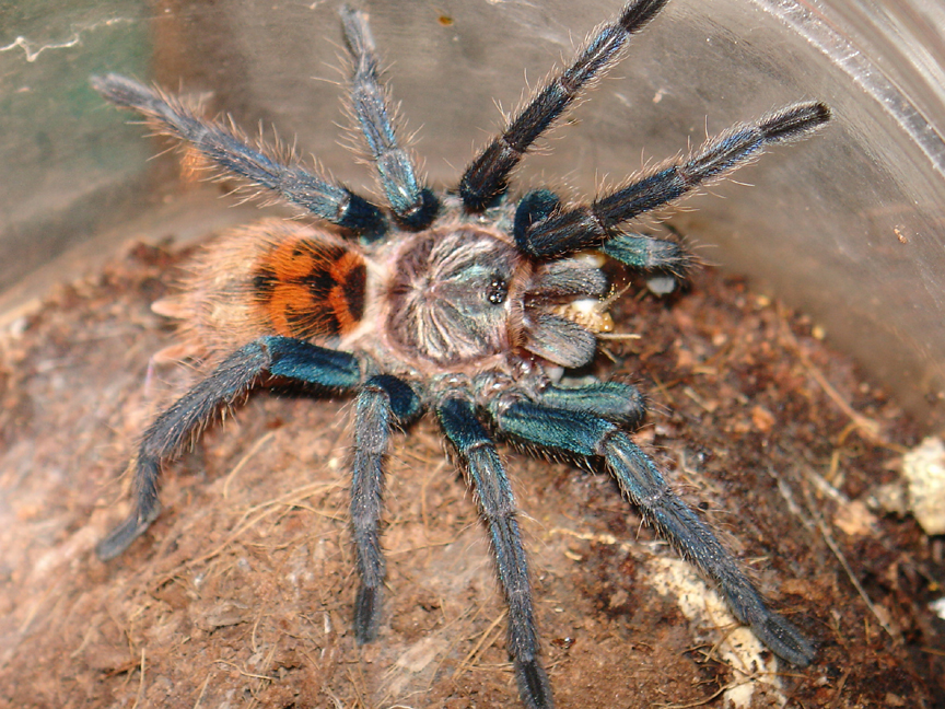 C.cyaneopubescens (post molt feeding)