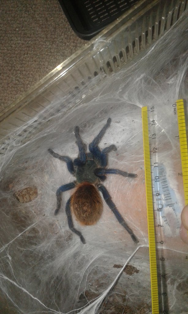 C. cyaneopubescens size to go?