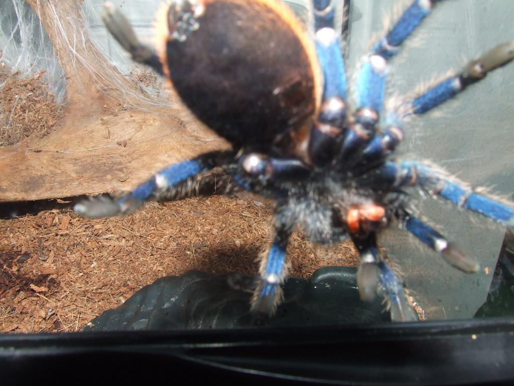C. Cyaneopubescens