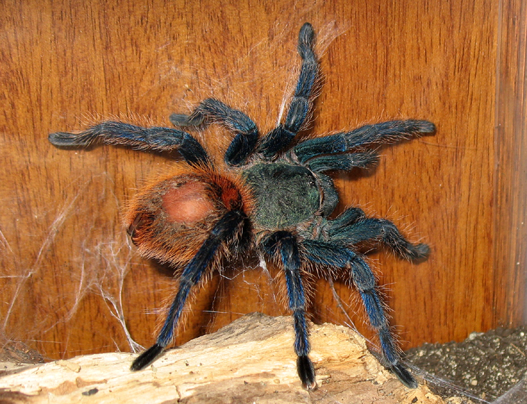 C. cyaneopubescens