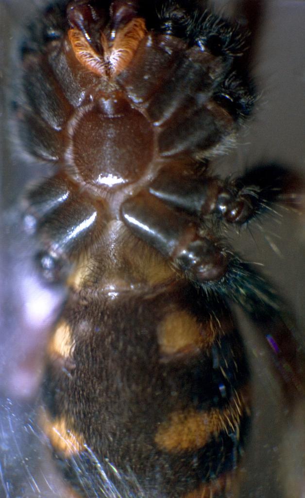 C. Cyaneopubescens