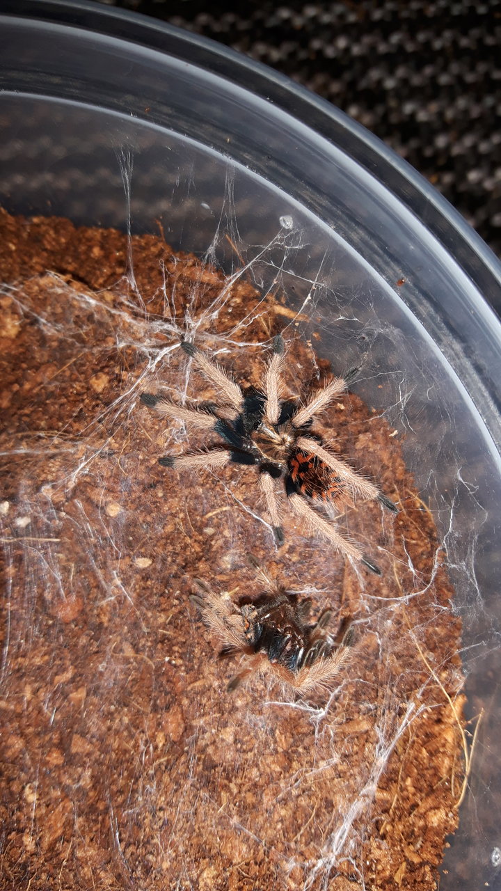 C.cyaneopubescens