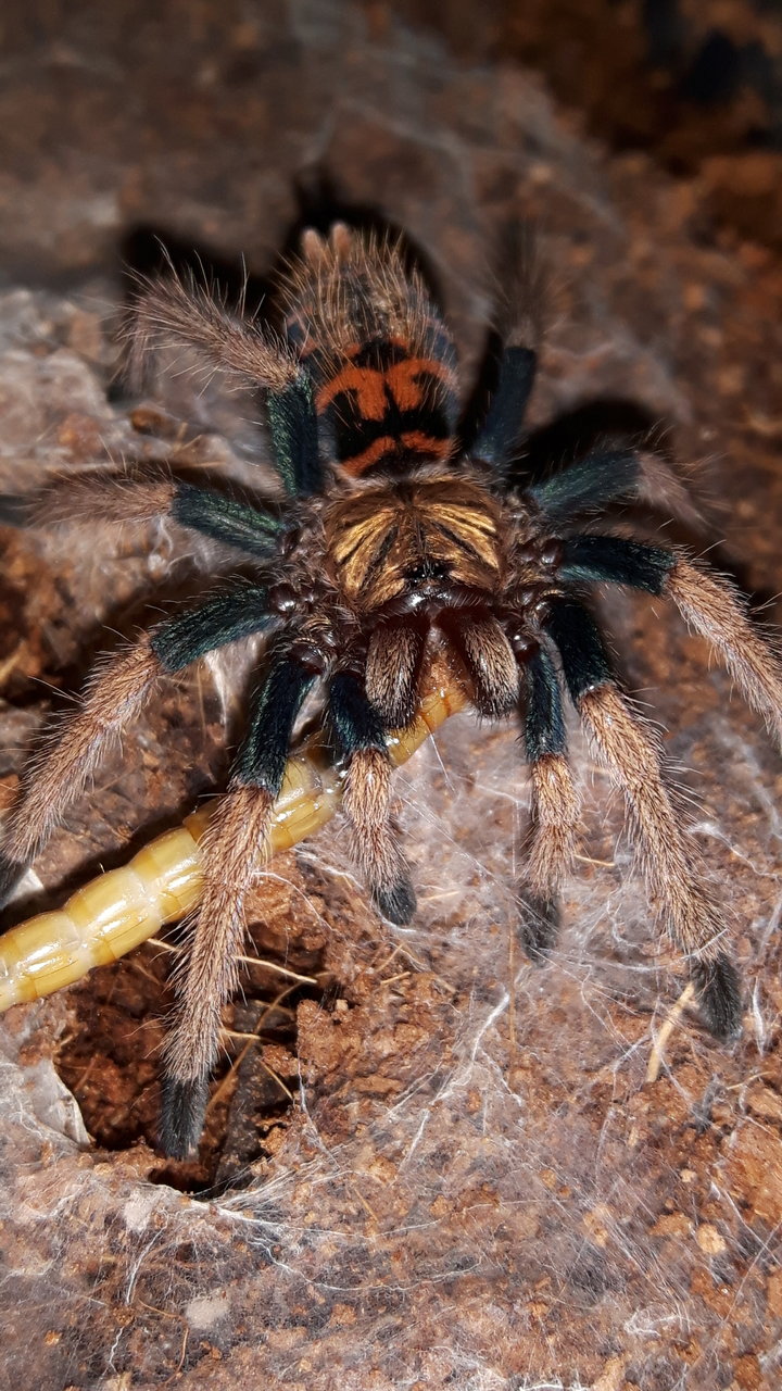 C.cyaneopubescens