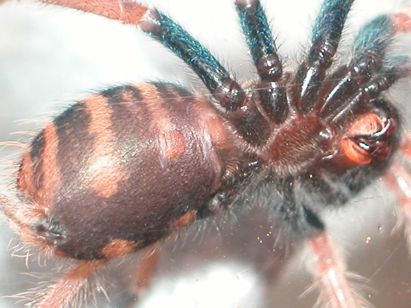 C. Cyaneopubescens