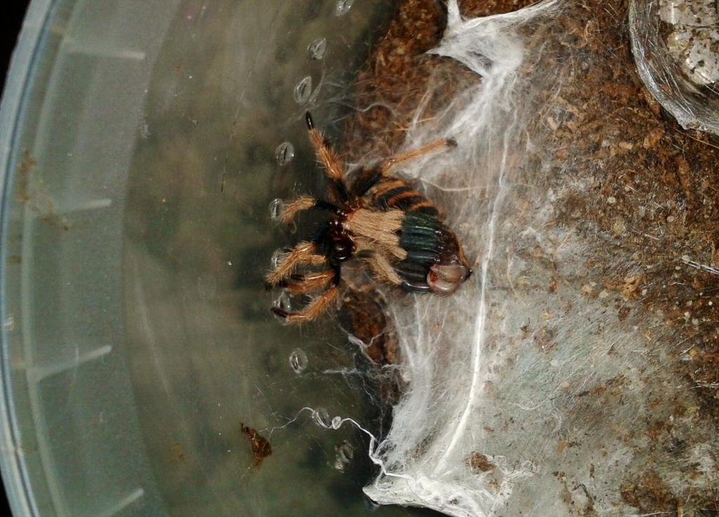 C.cyaneopubesens molting.