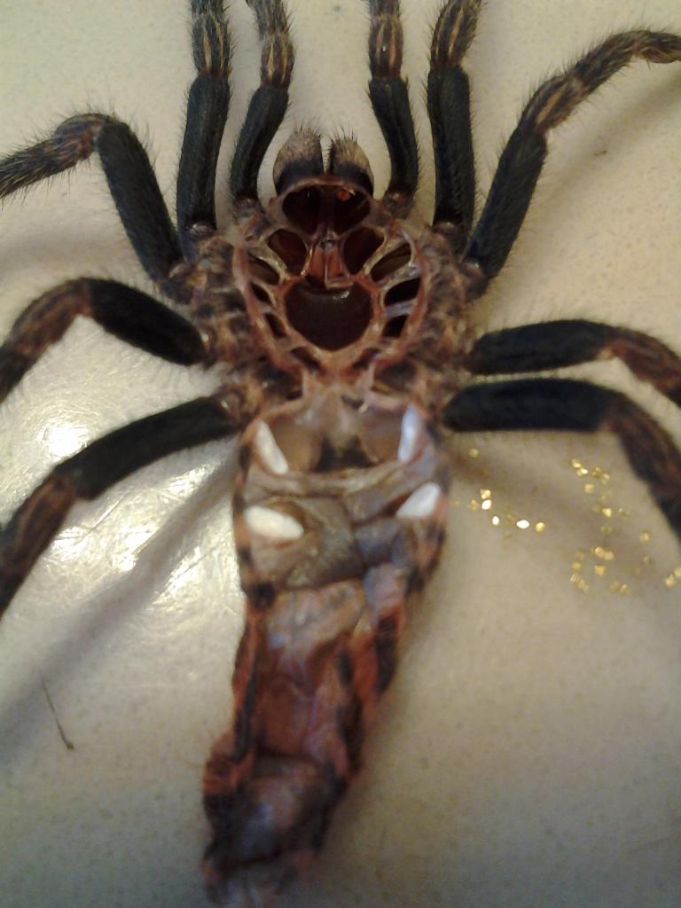 C. cyaneopubscens Male of Female?