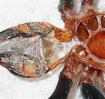 C. cyanopubescens exuvium (1.5")